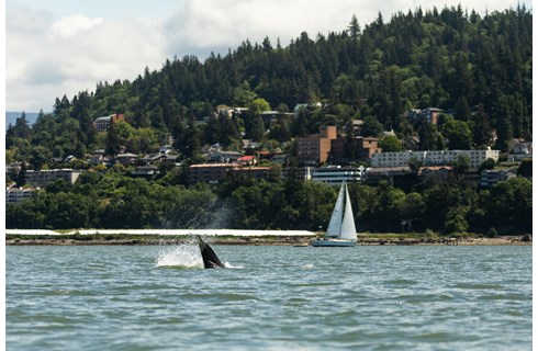Western Washington University - Intensive English Program 